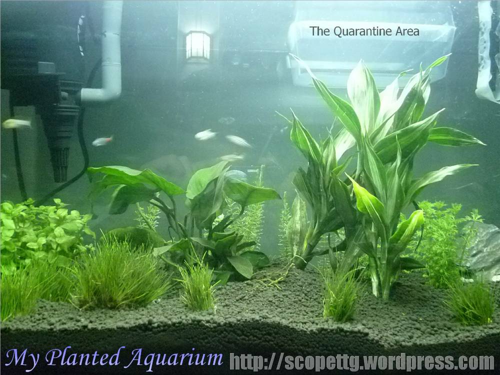 my-planted-aquarium.jpg