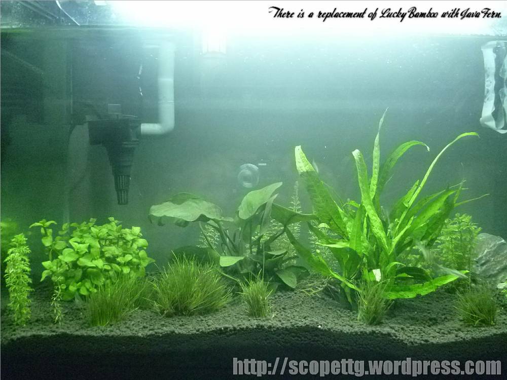 my-planted-aquarium4.jpg
